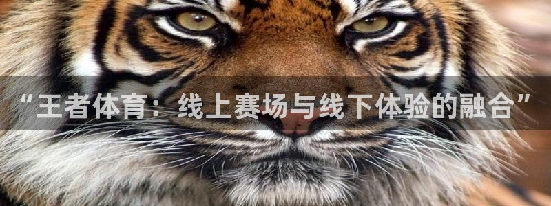 壹号app官网版下载：“王者体育：线上赛场与线下体验的融合”